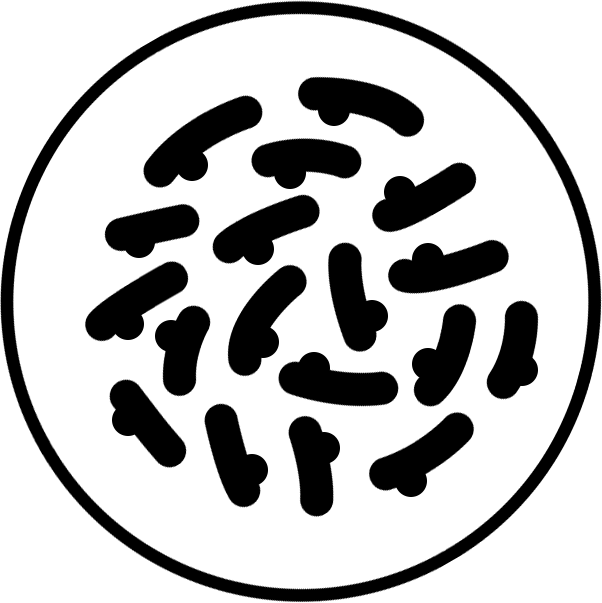 B. infantis (ISTILOS™) & B. lactis (BB-12™)