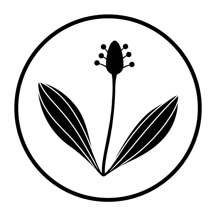 Patlagina (extract standardizat)
