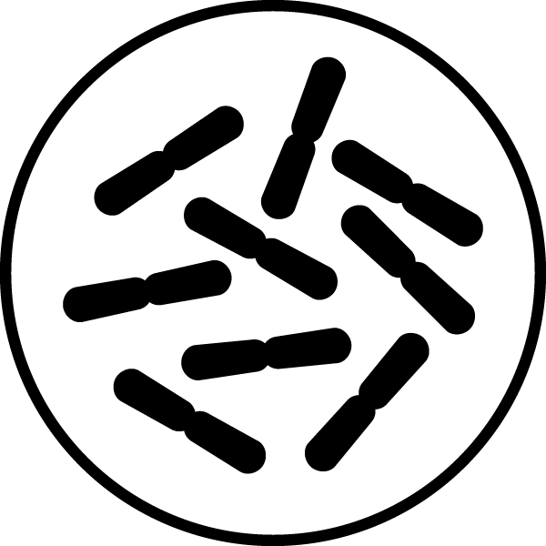 Lactobacillus casei