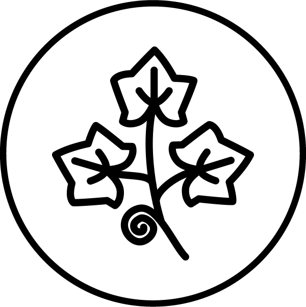 Extract de frunze de iederă (Hedera helix)