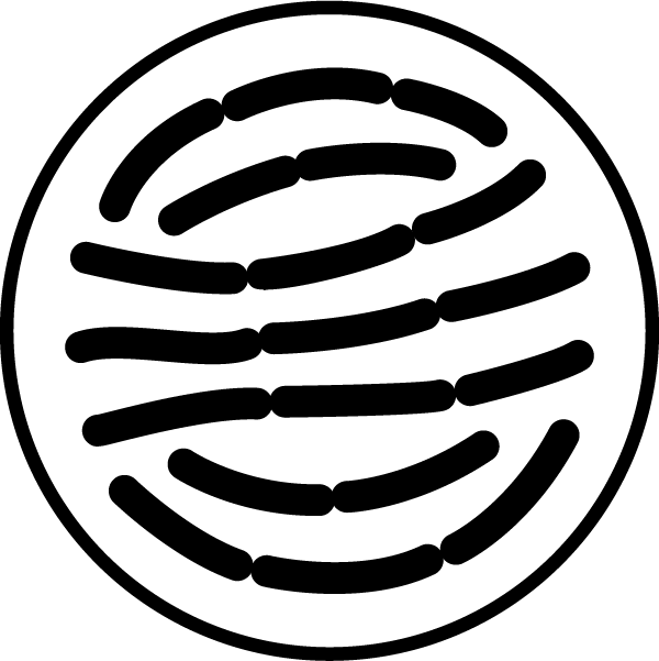 Lactobacillus reuteri