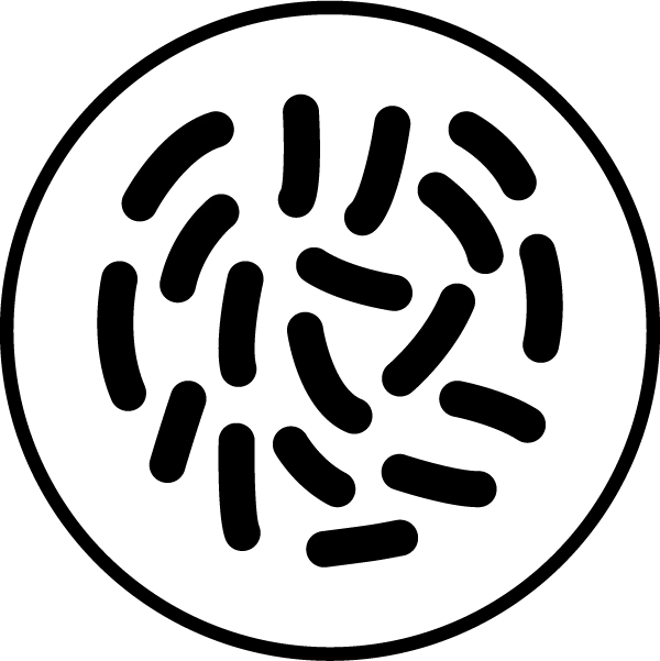 Bifidobacterium breve