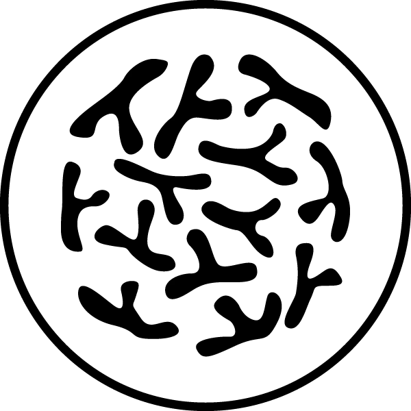 Bifidobacterium longum