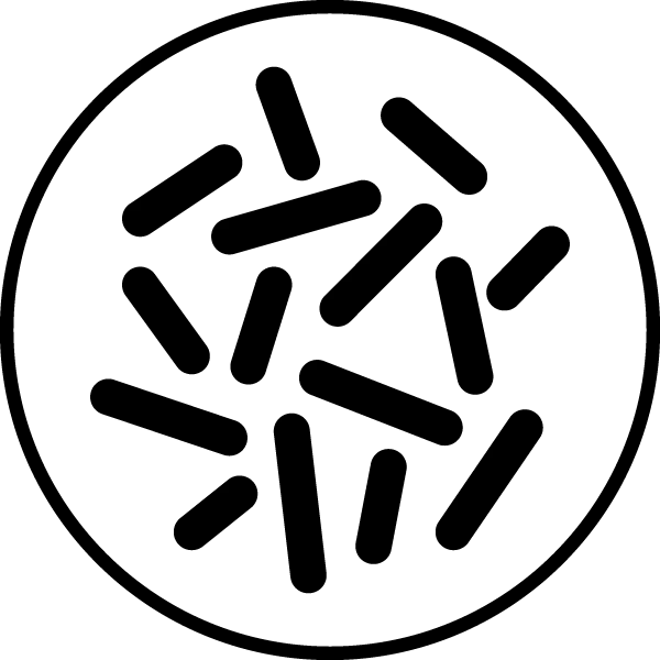 Lactobacillus acidophillus