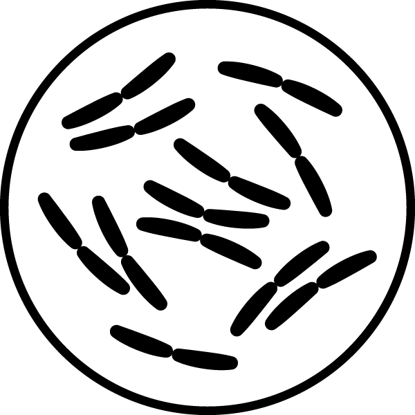 Lactobacillus gasseri