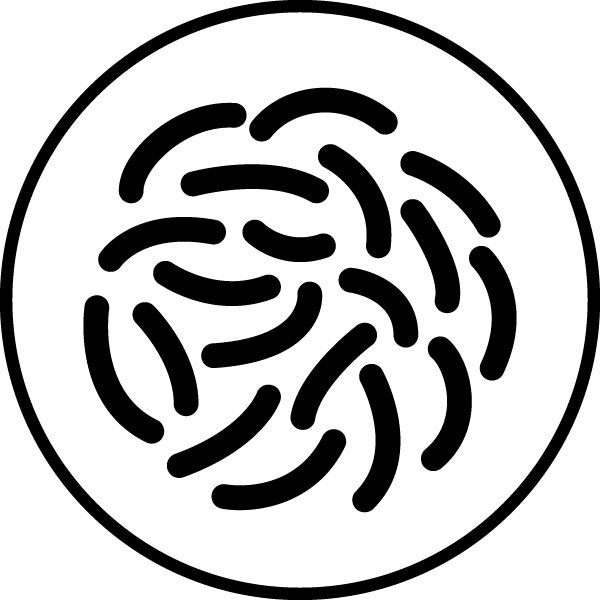 Lactobacillus paracasei