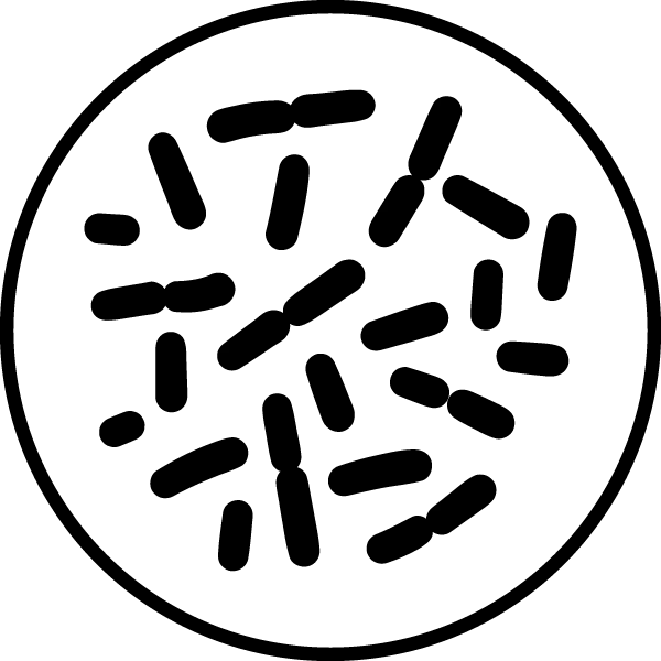 Lactobacillus plantarum