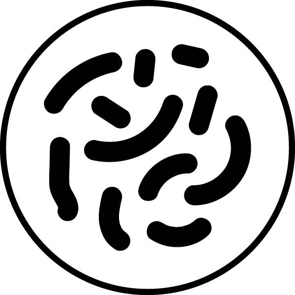 Lactobacillus salivarius